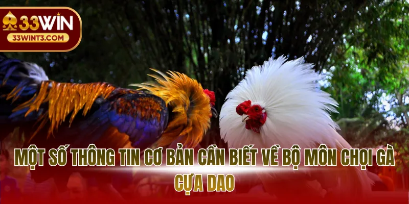 Đá Gà Cựa Dao - Đấu Trường Sinh Tử Đỉnh Cao 2026 2 Một số thông tin cơ bản cần biết về bộ môn chọi gà cựa dao