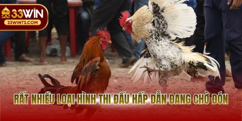 Đá Gà Thomo - Đỉnh Cao Giải Trí Và Nghệ Thuật Thi Đấu 3 Rất nhiều loại hình thi đấu hấp dẫn đang chờ đón